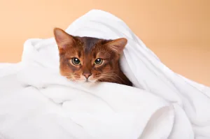 Soft Fleece Blanket in Cream